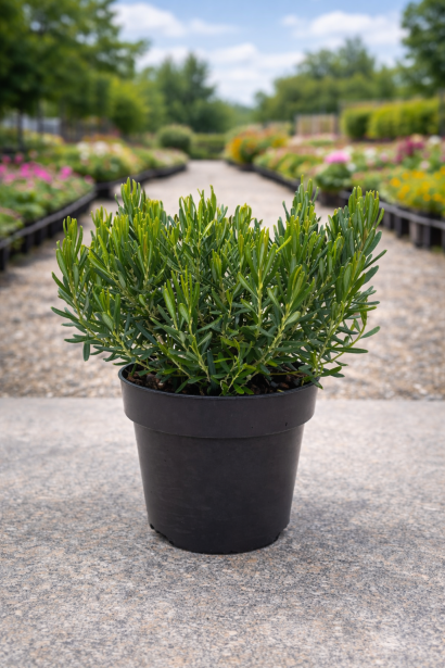 Andromeda Компакта в горщику